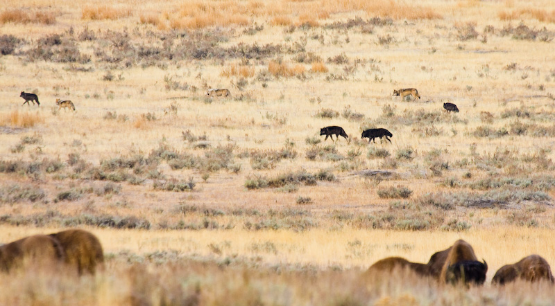 Wolf Pack And Bison